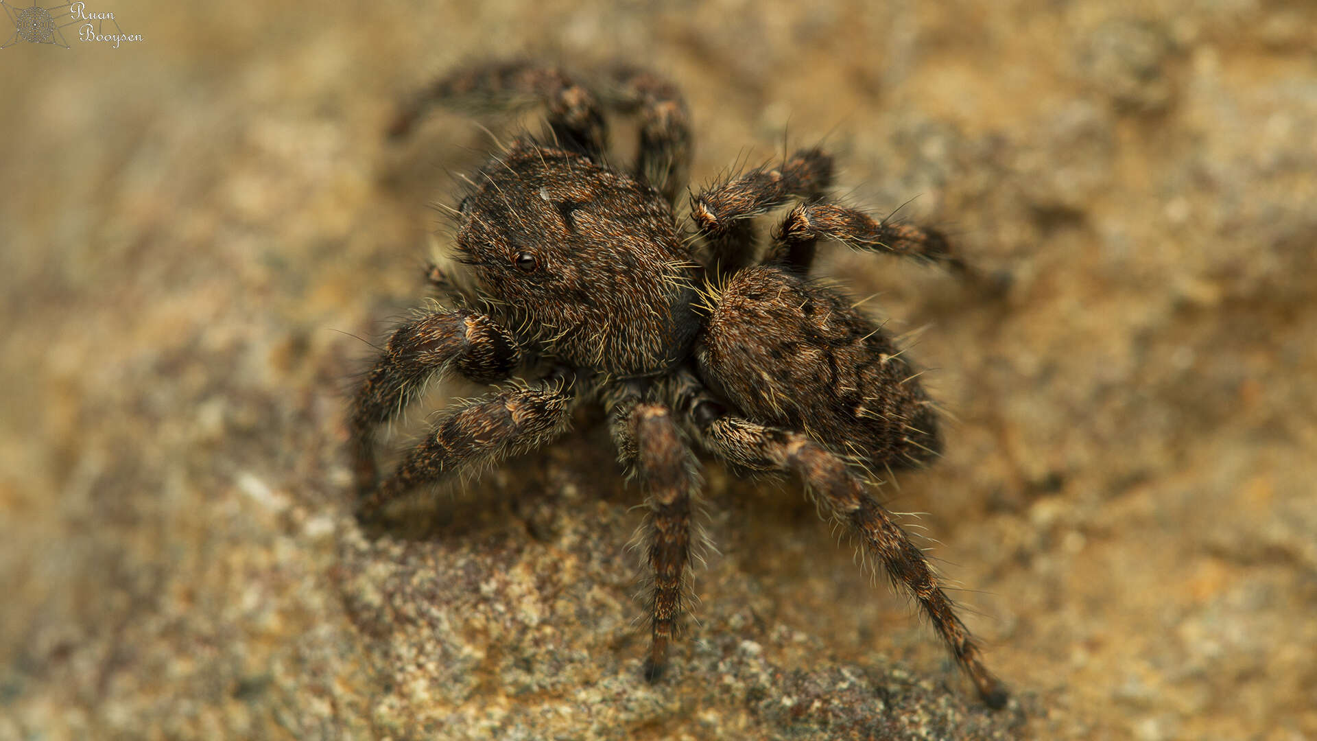 Image of Nigorella hirsuta Wesolowska 2009