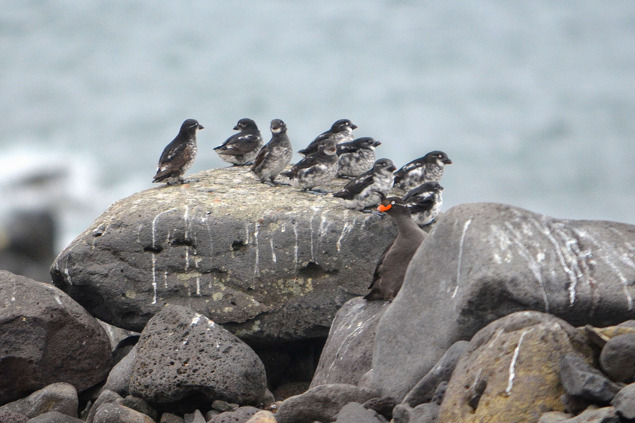 Image of Least Auklet