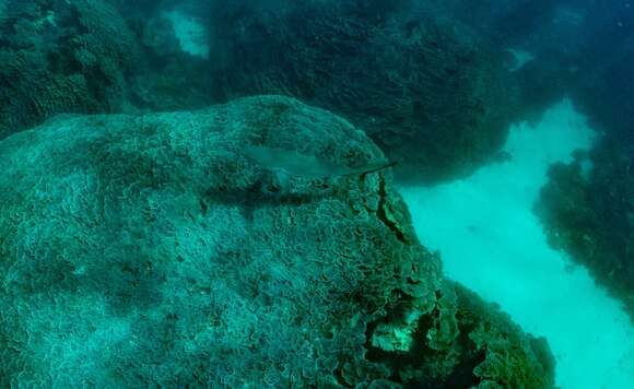 Image of Gray Reef Shark