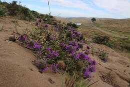 Monardella sinuata subsp. nigrescens Elvin & A. C. Sanders的圖片