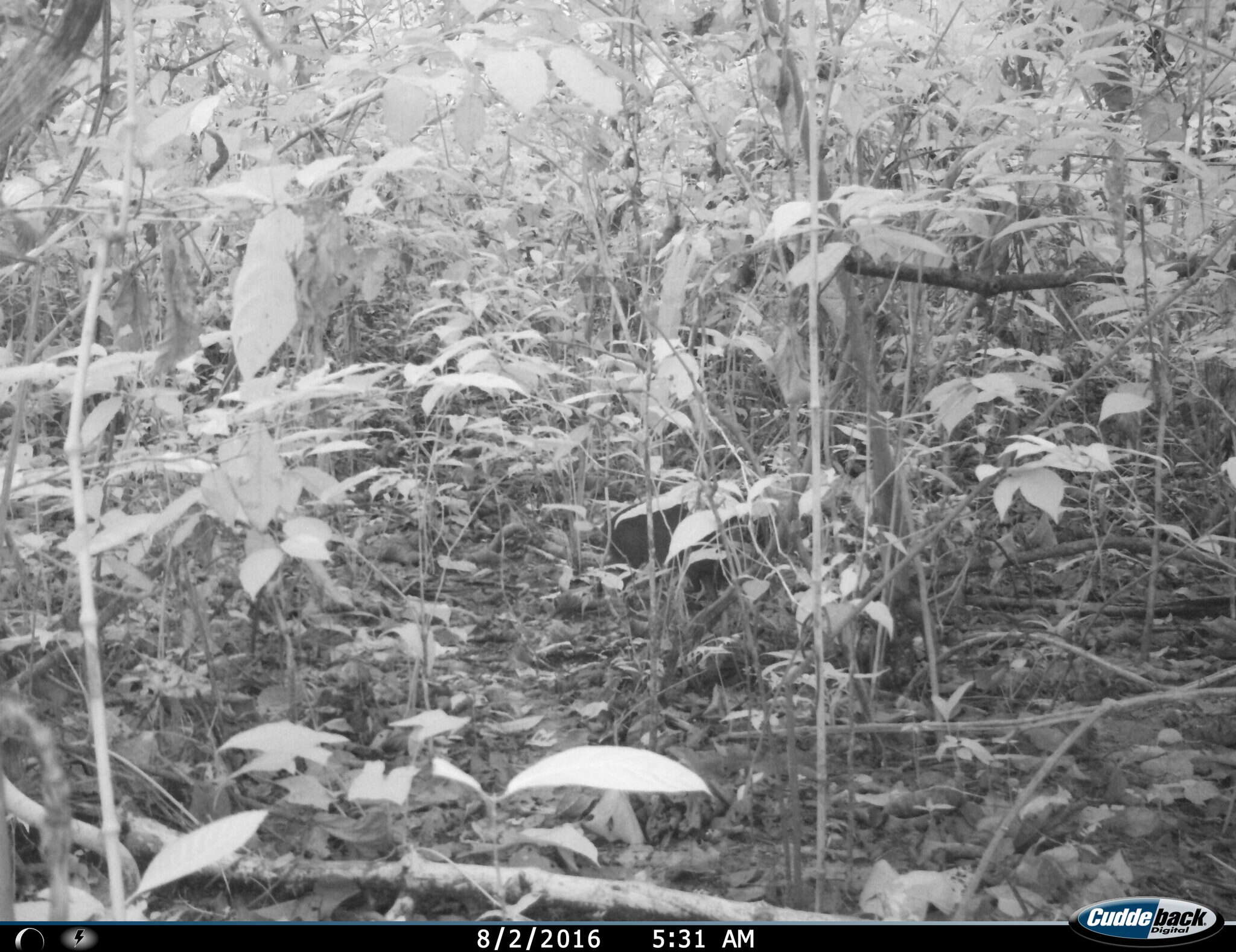 Image of Mexican Agouti