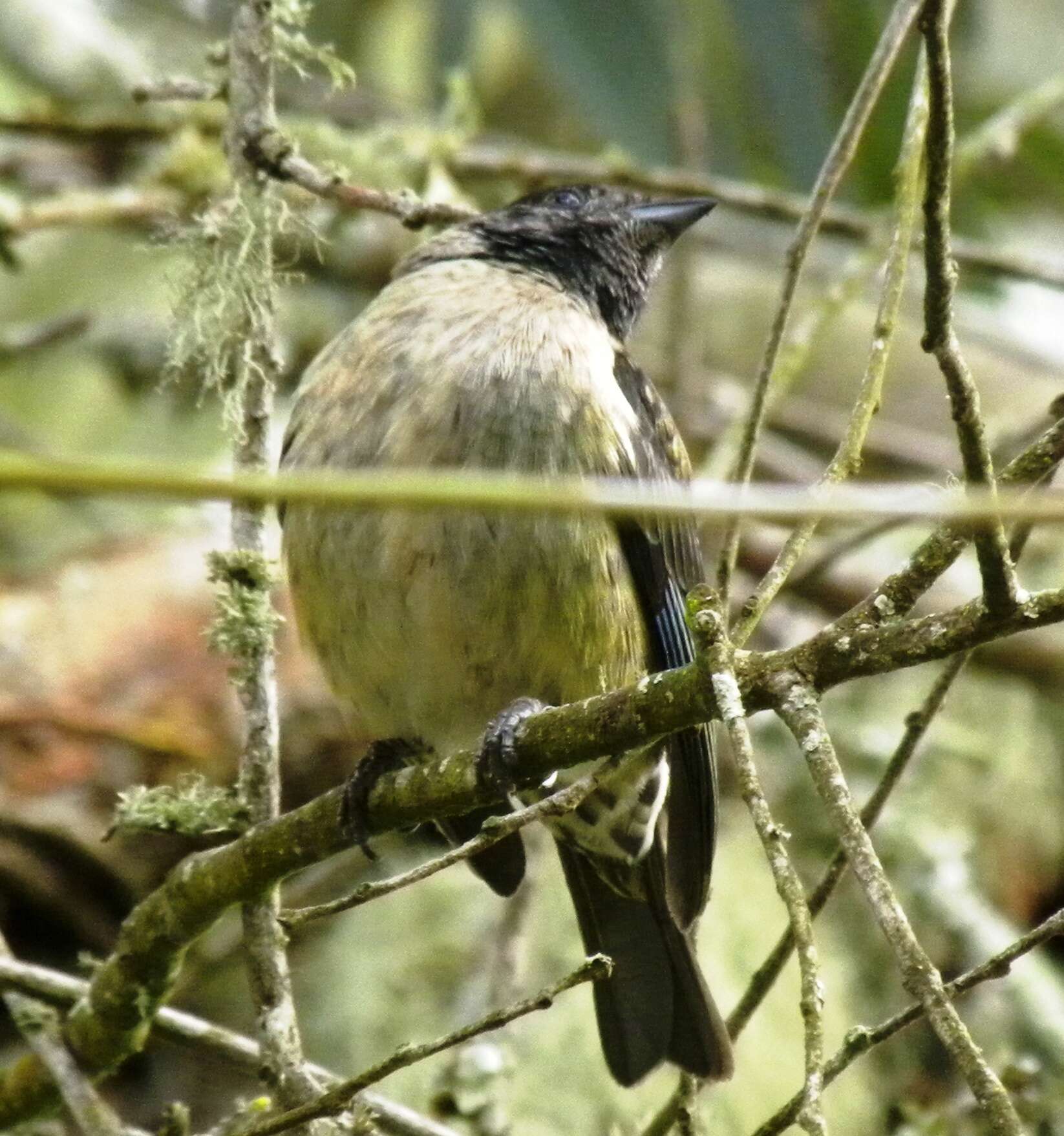 Image of Black-headed Tanager