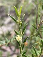 Image of Acacia bynoeana Benth.