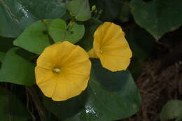 Imagem de Ipomoea microsepala Benth.