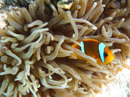 Image of Clownfish