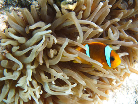 Image of Clownfish