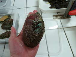 Image of Abalone