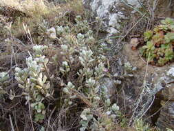 Image of Adromischus caryophyllaceus (Burm. fil.) Lem.