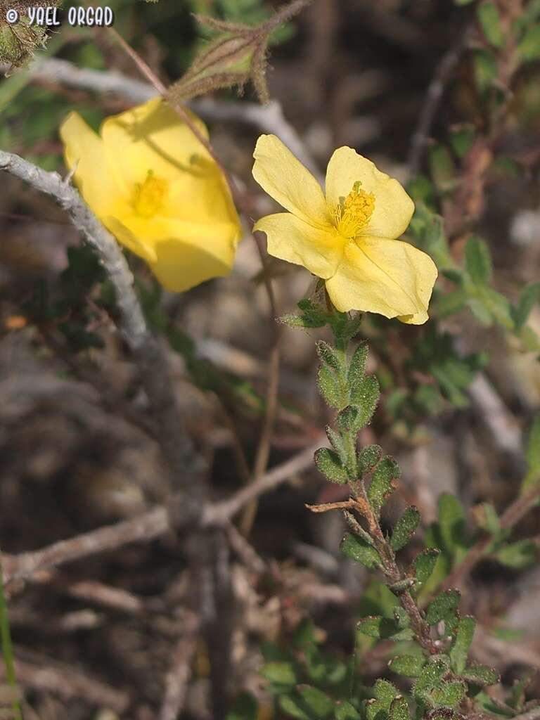 Image of Fumana arabica (L.) Spach