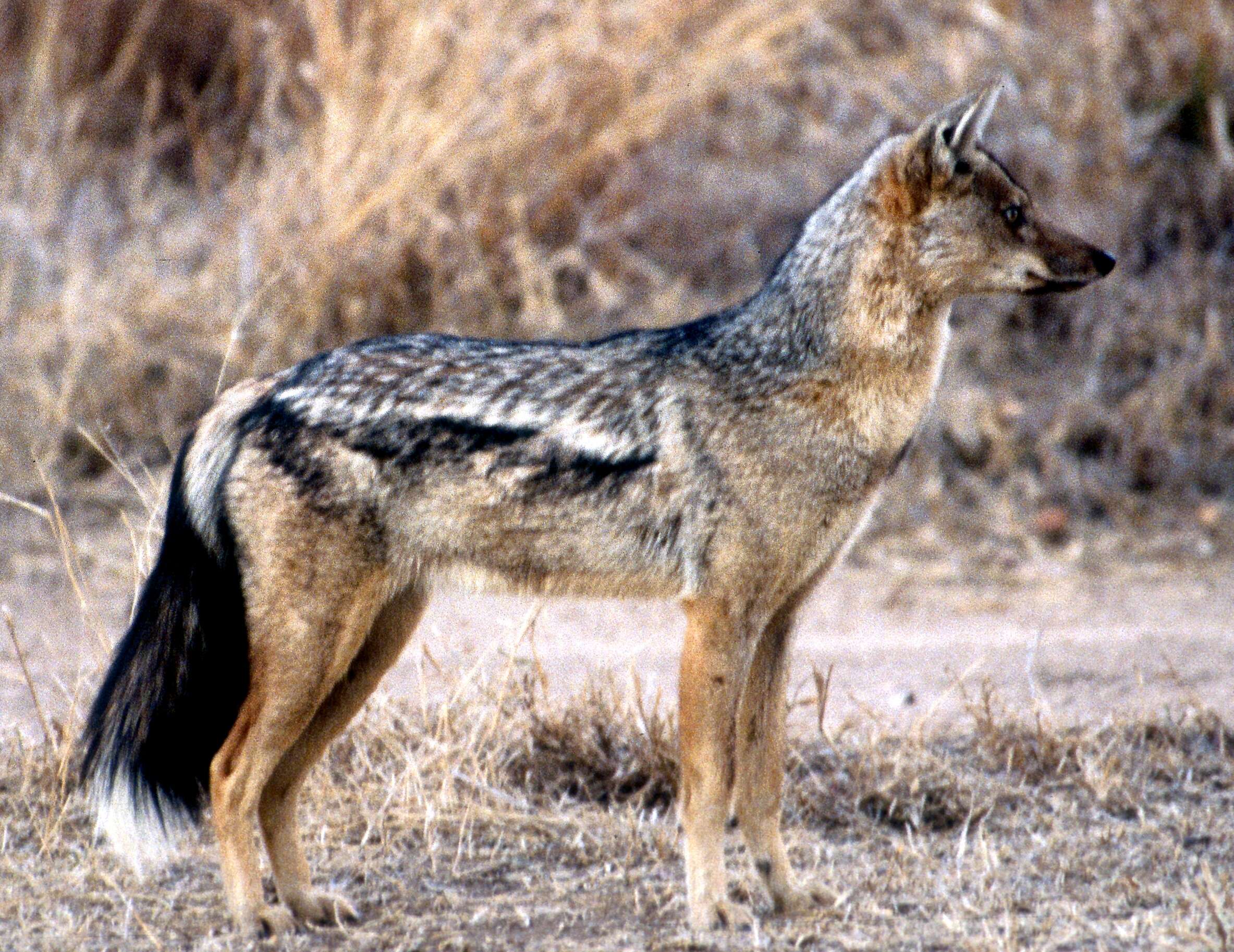 Image of Side-striped Jackal