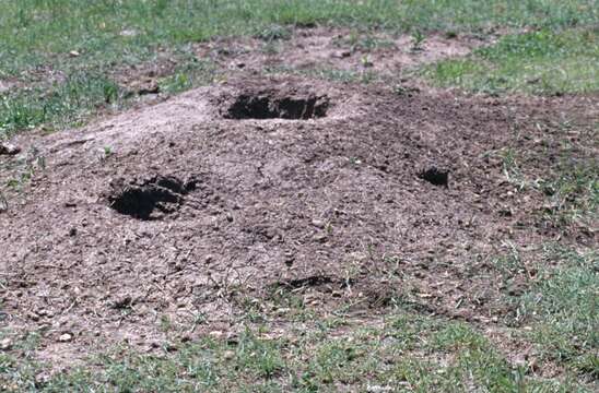 Image of White-tailed Prairie Dog