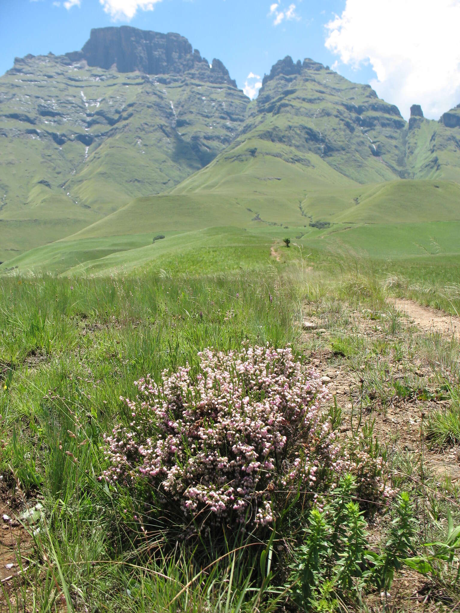 Plancia ëd Erica straussiana Gilg