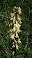 Imagem de Aconitum lycoctonum subsp. neapolitanum (Ten.) Nyman