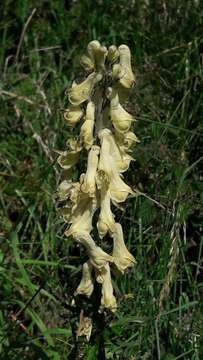 Image of Aconitum lycoctonum subsp. neapolitanum (Ten.) Nyman