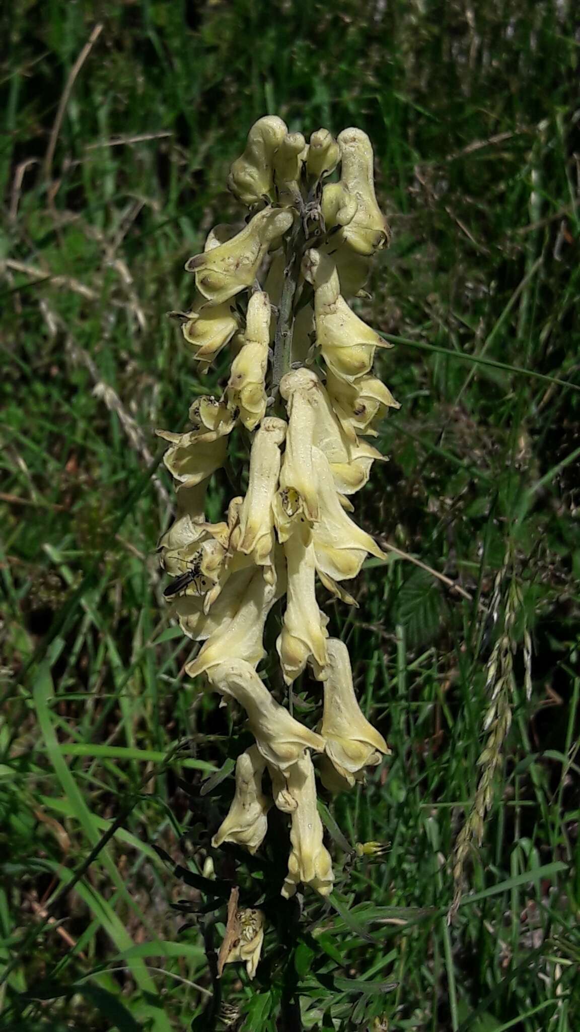 Imagem de Aconitum lycoctonum subsp. neapolitanum (Ten.) Nyman