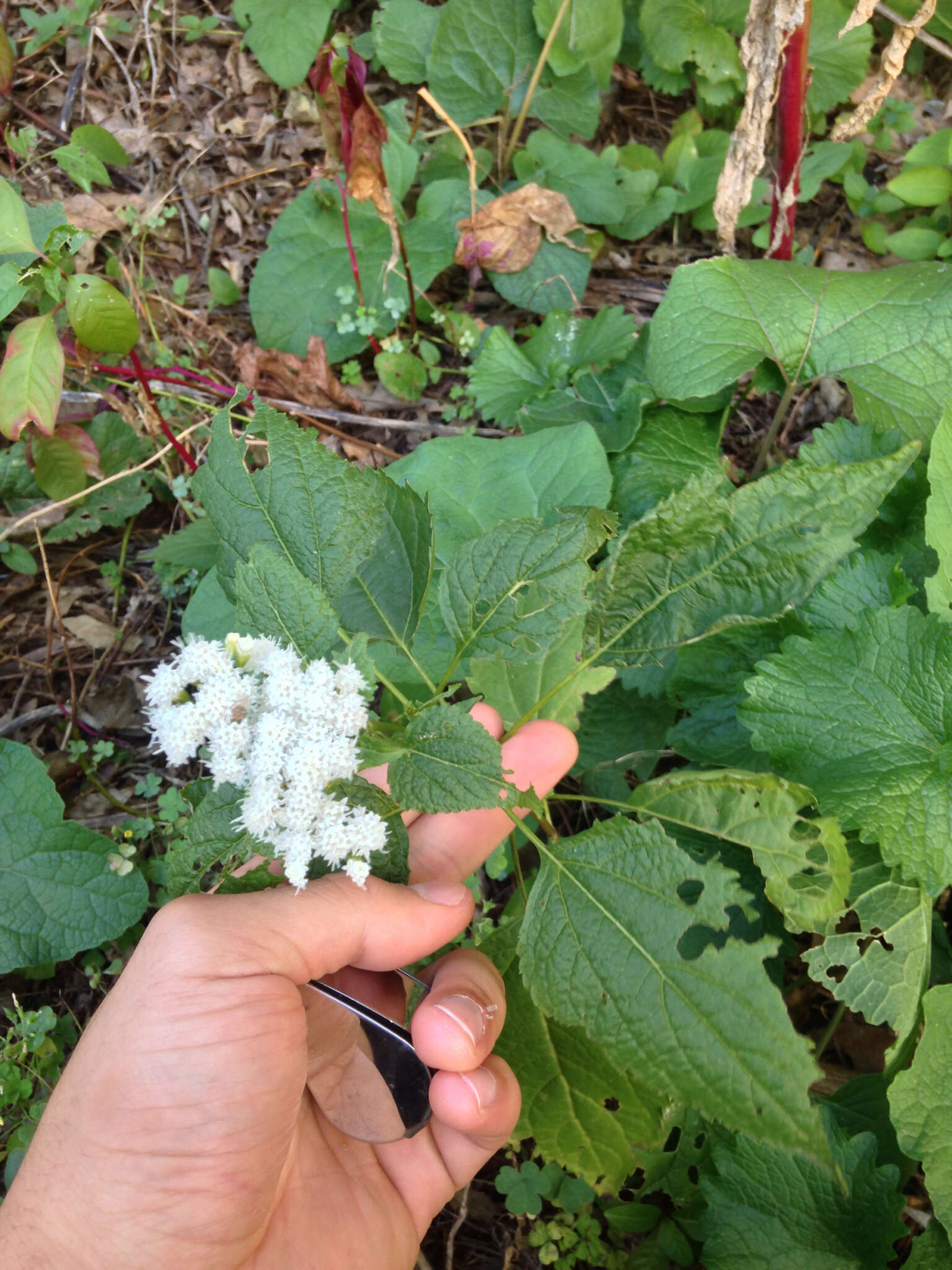 Plancia ëd Ageratina altissima (L.) R. King & H. Rob.