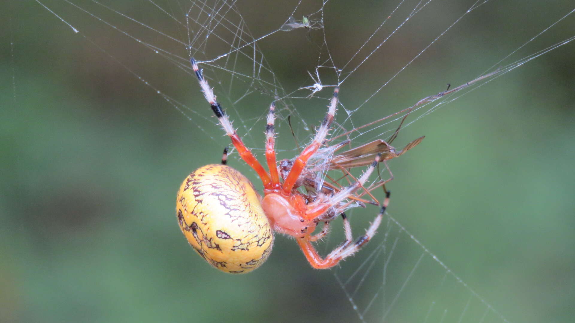 Image of Angulate & Roundshouldered Orbweaver