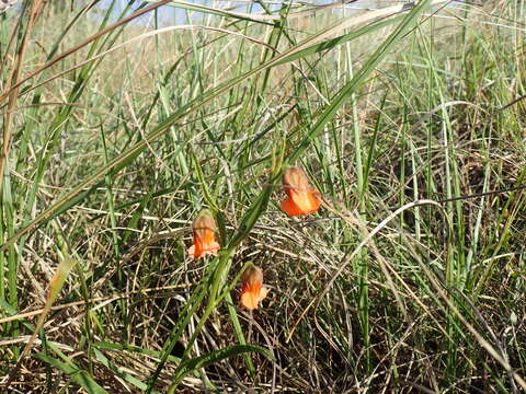 Image of Hermannia cristata Bolus