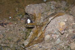 Image of Ditch Jewel