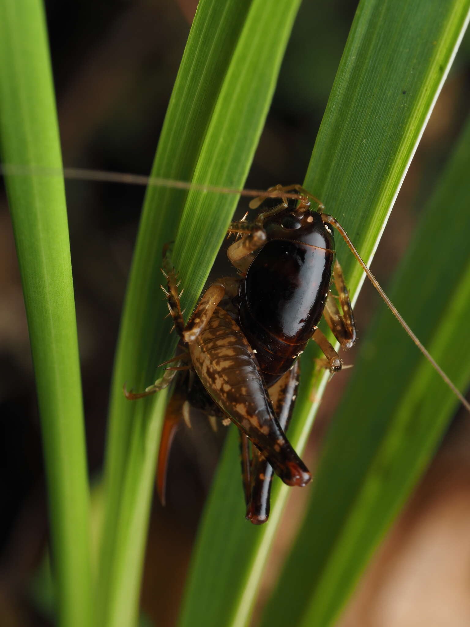 Image of Hemiandrus nox Taylor Smith, Trewick & Morgan-Richards 2016