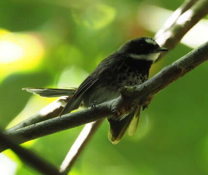 Image of Arafura Fantail