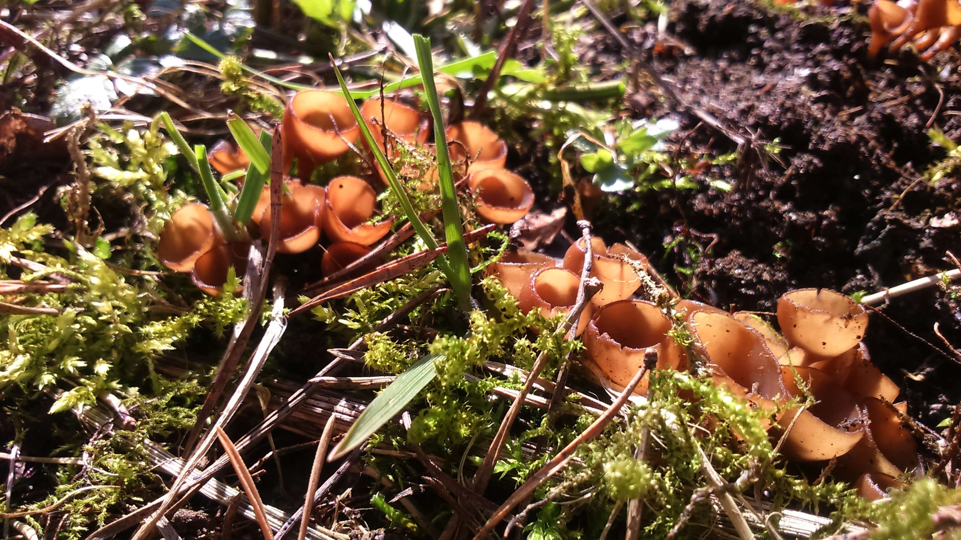 Plancia ëd Dumontinia tuberosa (Bull.) L. M. Kohn 1979