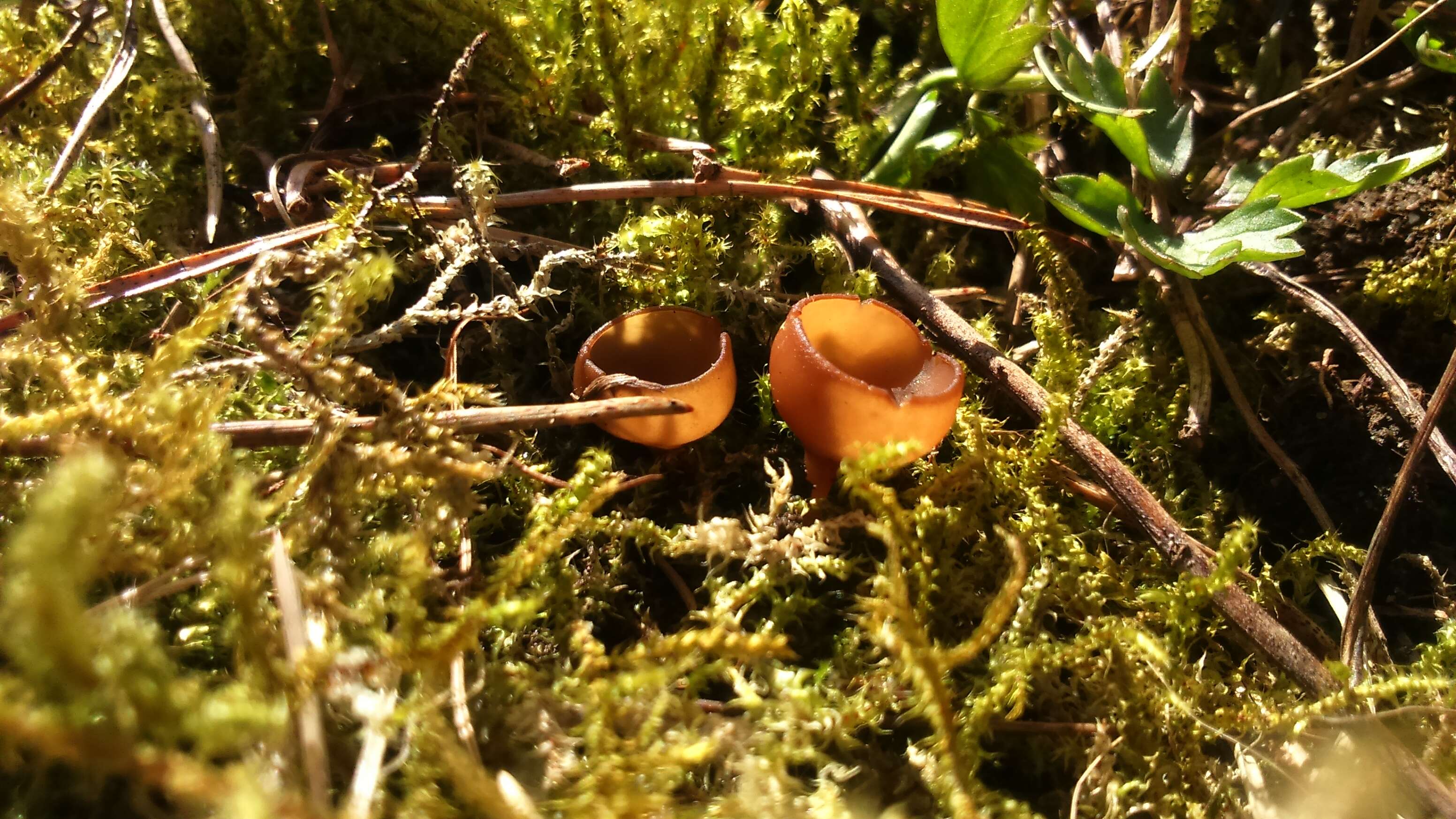 Image of Dumontinia tuberosa (Bull.) L. M. Kohn 1979