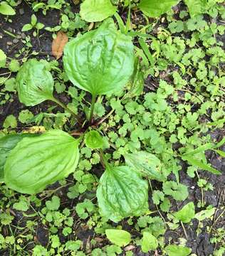 Image of blackseed plantain