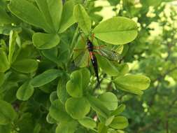 Image of Tanyptera