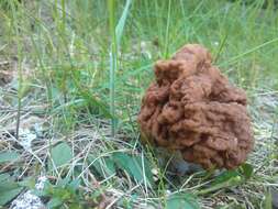 Image of Gyromitra esculenta (Pers.) Fr. 1849