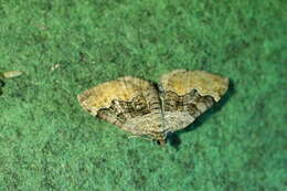 Image of large twin-spot carpet