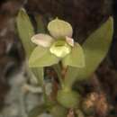 Image of Pygmaeorchis