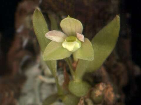 Pygmaeorchis的圖片