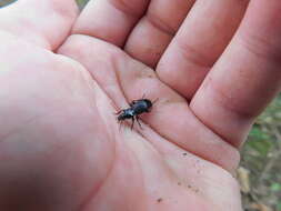 Image of Pterostichus (Lamenius) caudicalis (Say 1823)