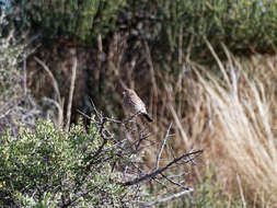 صورة Rhopospina carbonaria