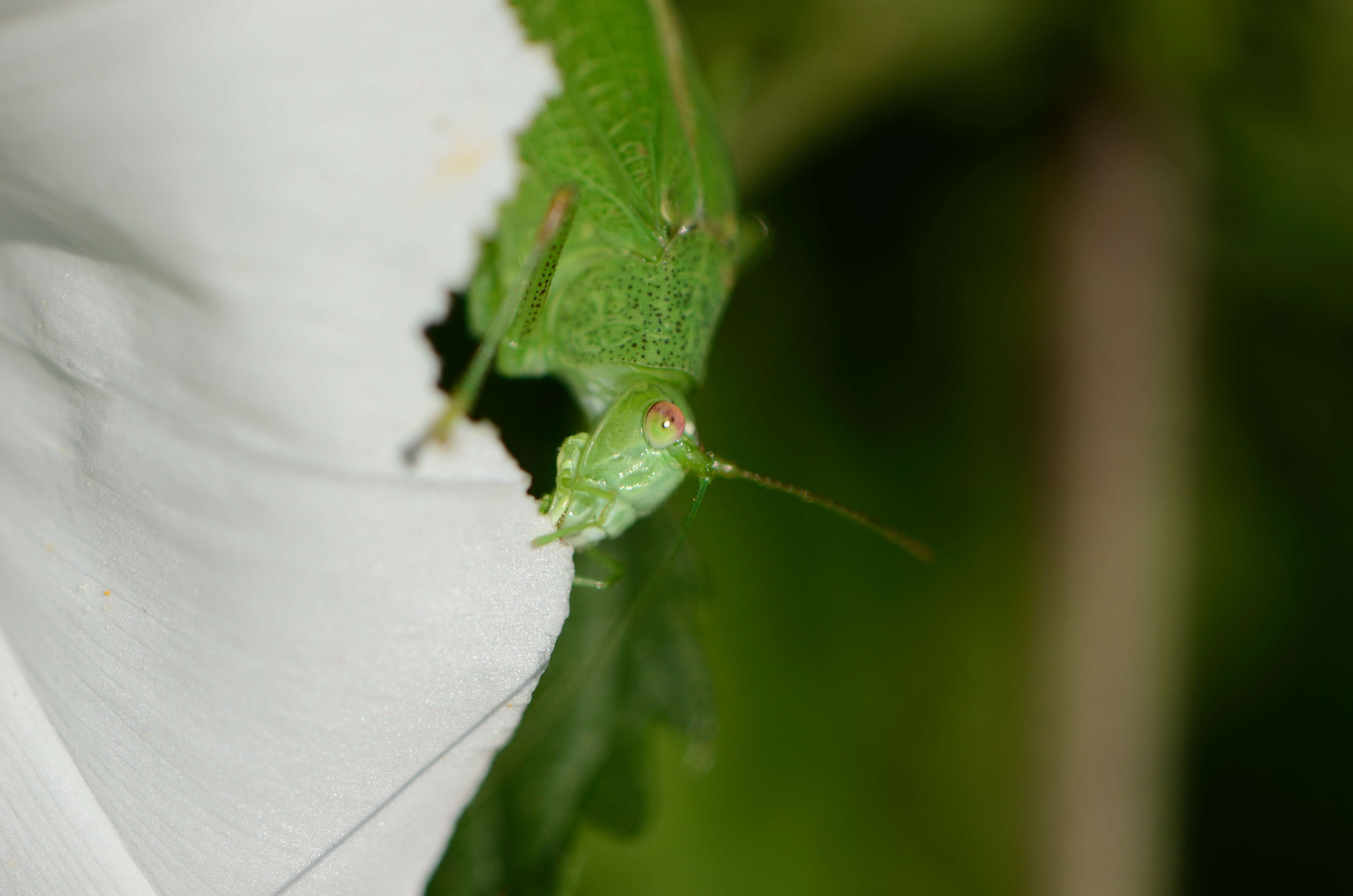 Image of Mediterranean Katydid