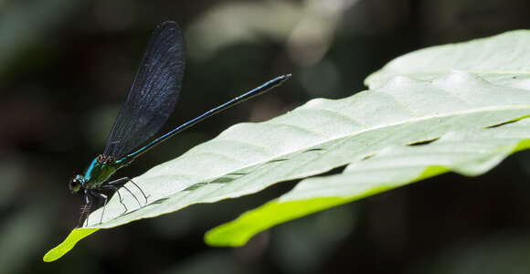 Image of Vestalis amethystina Lieftinck 1965