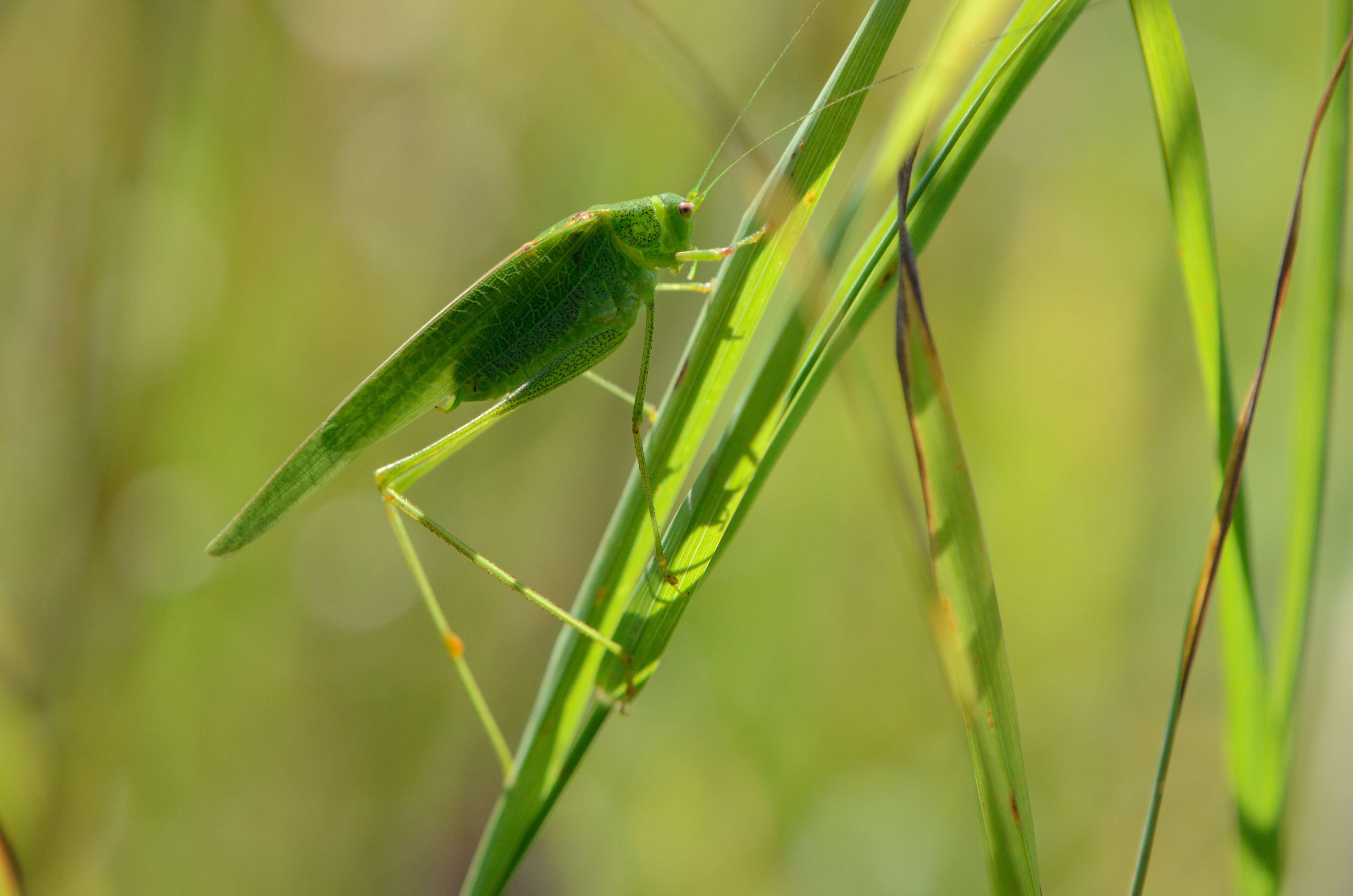 Image of Mediterranean Katydid