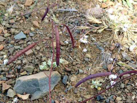 Image de Heliophila crithmifolia Willd.