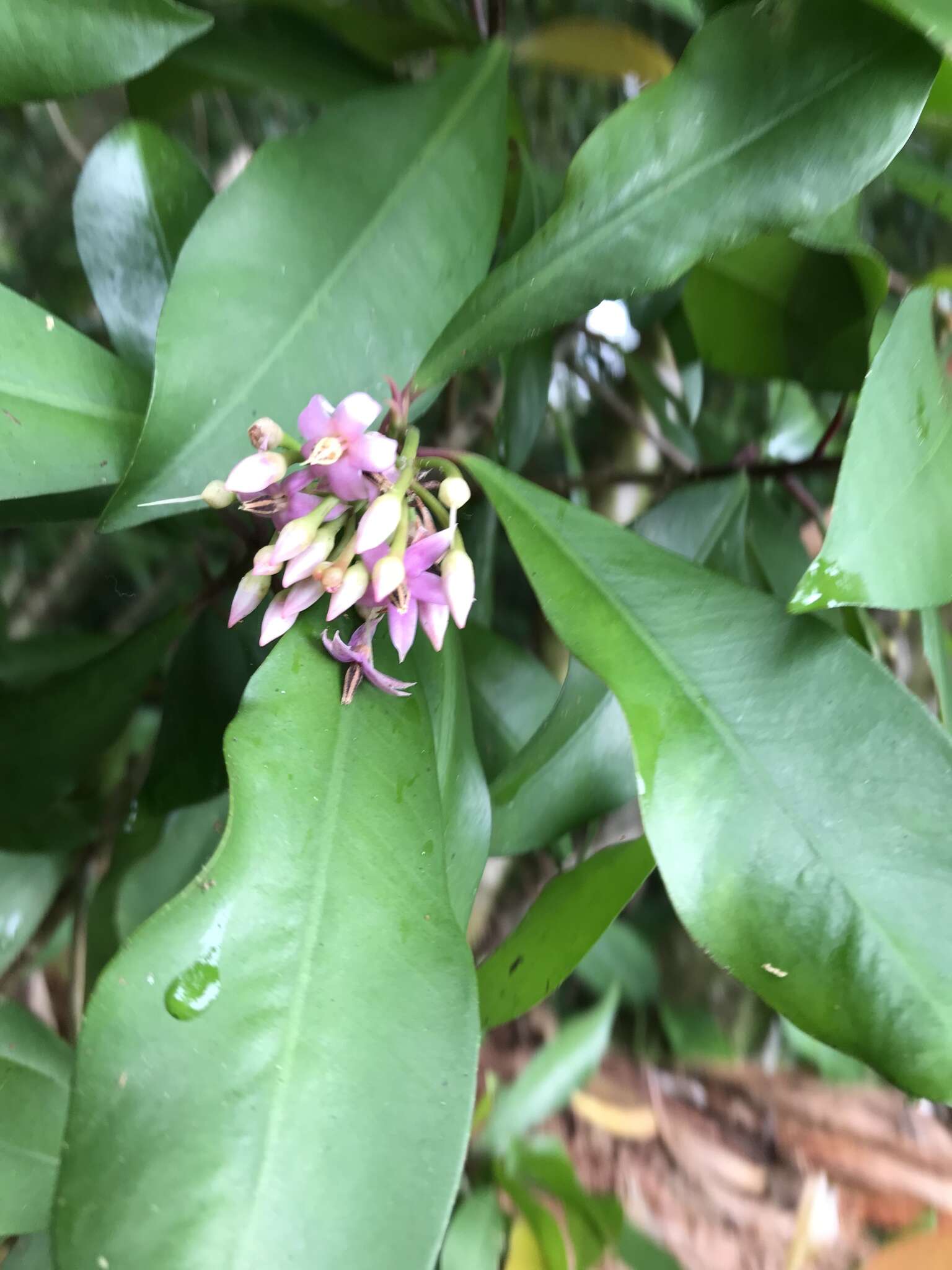 Слика од Ardisia elliptica Thunb.