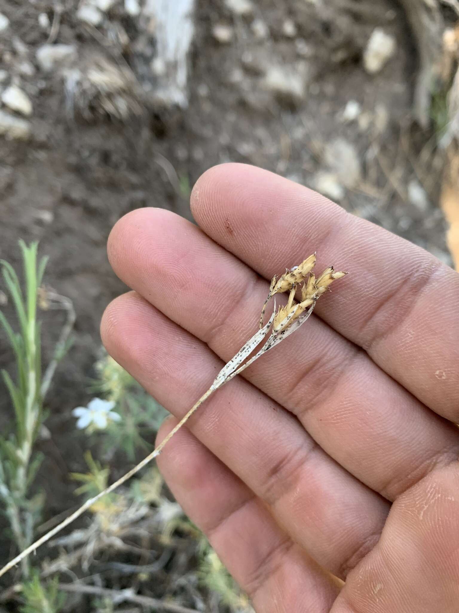 Image of Panamint rock goldenrod