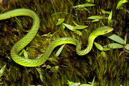 Image of Günther's Vine Snake