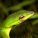 Image of Günther's Vine Snake