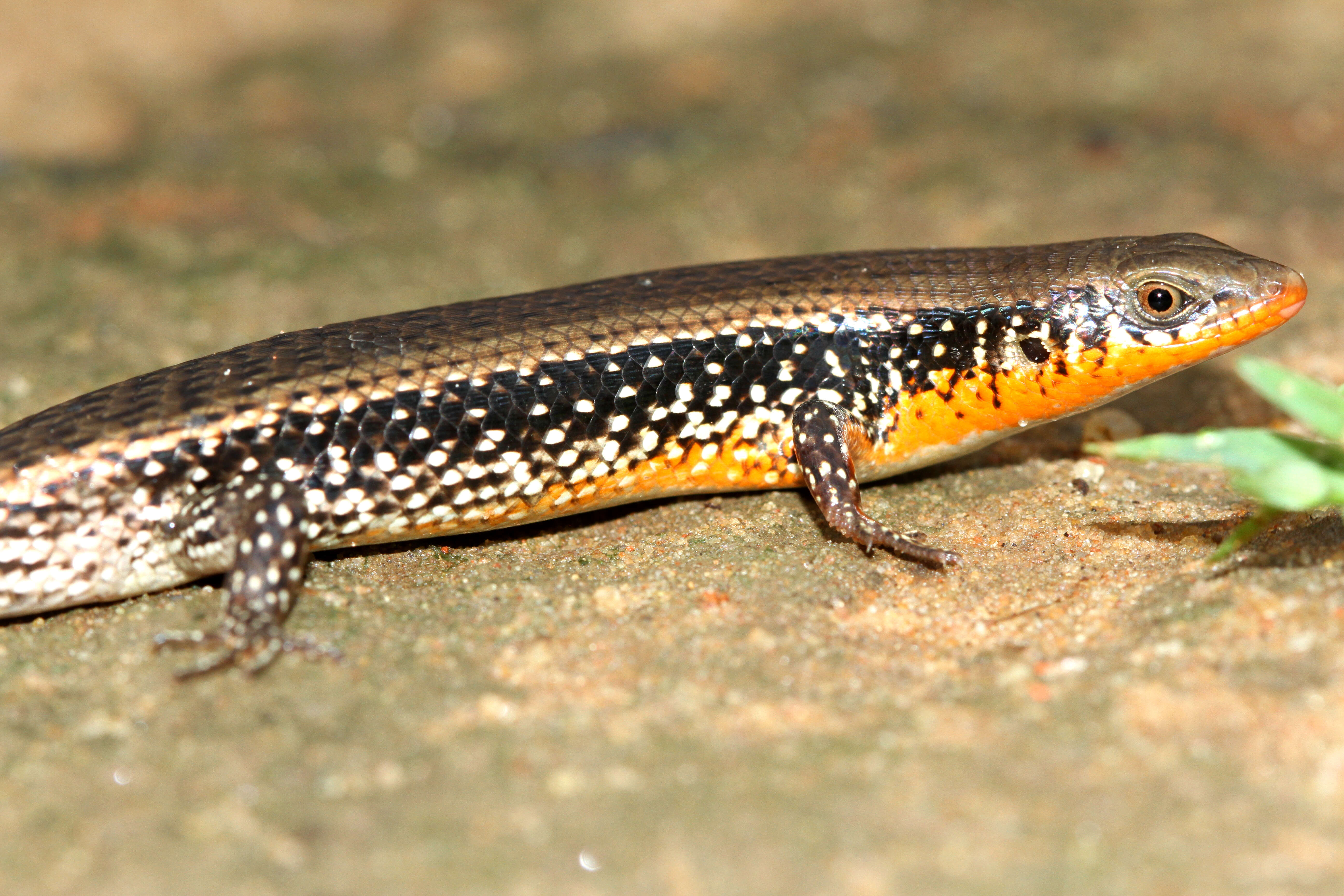 Imagem de Eutropis macularia (Blyth 1853)