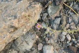 Image of Fagonia indica Burm. fil.