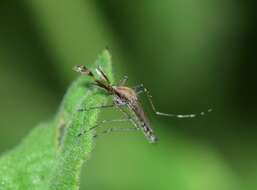 Image of Aedes caspius (Pallas 1771)