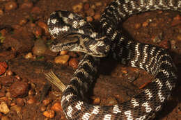 Image of Forsten's Cat Snake