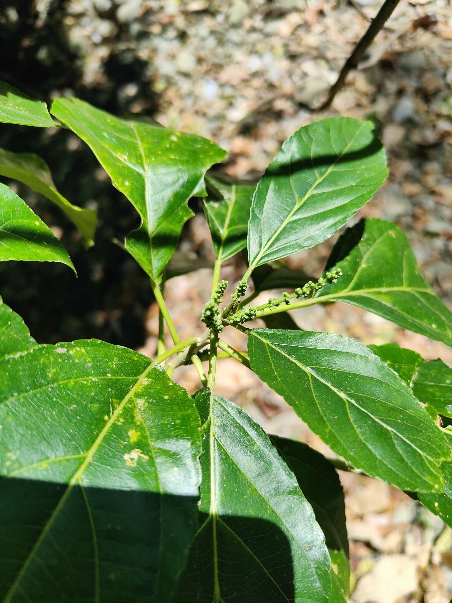 Image of Claoxylon hillii Benth.