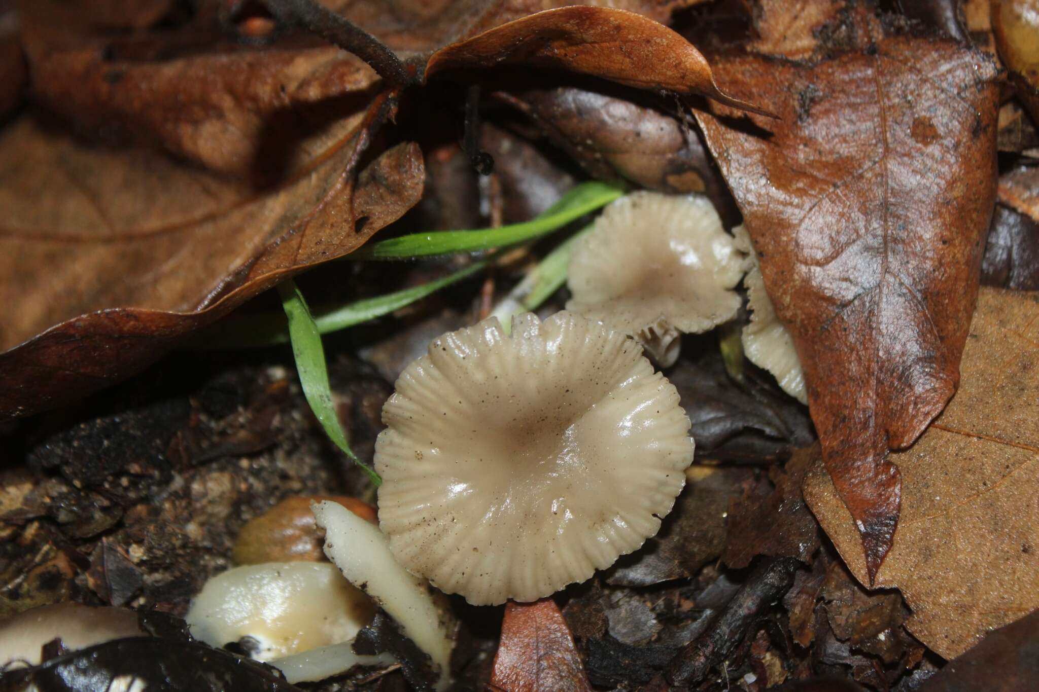 Sivun Marasmius albogriseus (Peck) Singer 1943 kuva