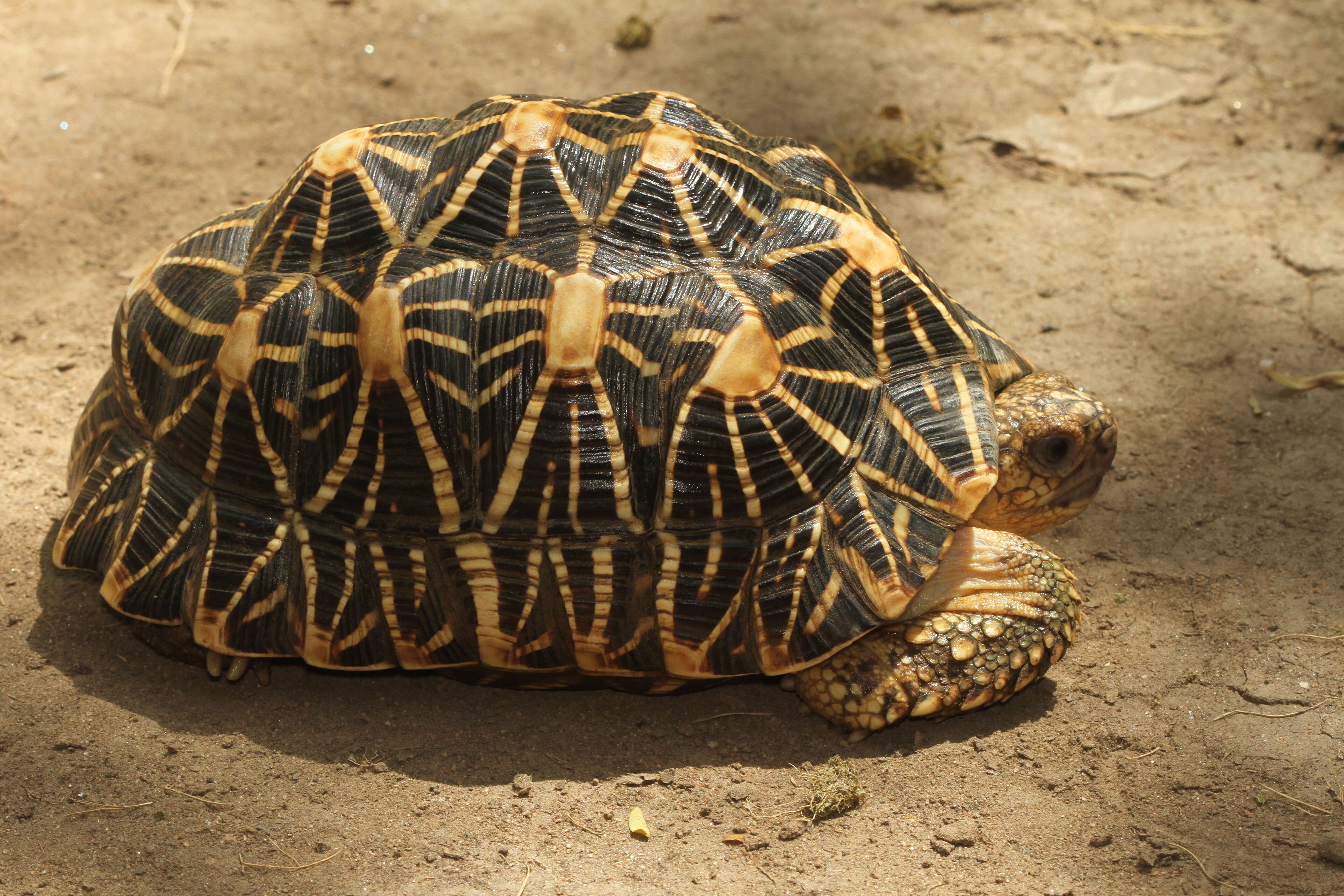 Image of Typical Tortoises